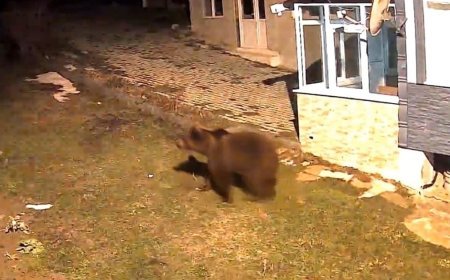 Samsun'da evin bahçesine giren ayı kamerada