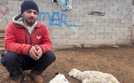 Kuzular belirti göstermeden bir anda telef oluyor