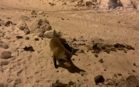 Her gün evinin önüne gelen tilkiyi böyle besliyor