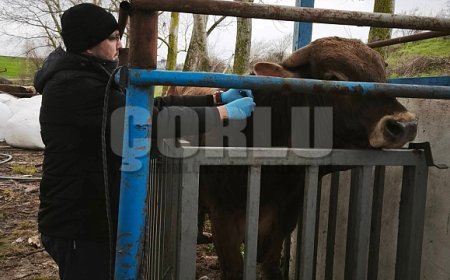 Hayvancılık işletmelerinde sağlık taraması yapıldı