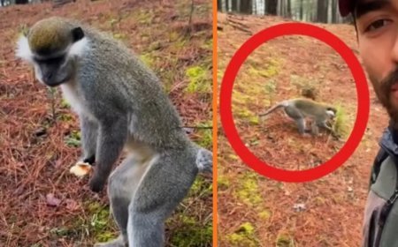 Ormana mantar aramak için çıktı maymun buldu