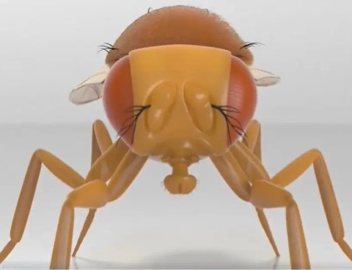 Bilim insanları bir sinek beynini gerçekten bilgisayara yükledi mi?