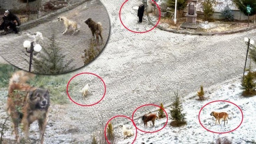 Sokak köpeklerinin dehşeti kamerada! Sürü halinde saldırdılar