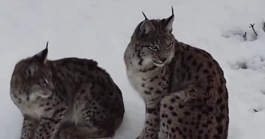 Vaşak ailesi böyle görüntülendi