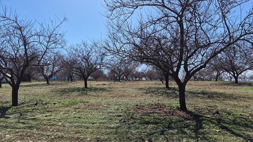Zirai dondan etkilenen kayısıda bu yıl yüksek verim bekleniyor