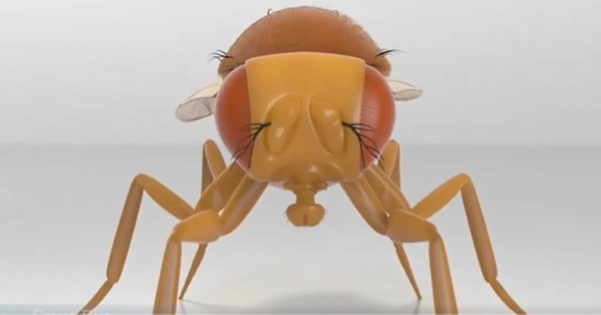 Bilim insanları bir sinek beynini gerçekten bilgisayara yükledi mi?