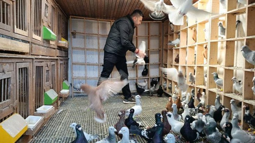 Memurluğu bırakıp güvercin yetiştiricisi oldu, otomobil fiyatına satıyor