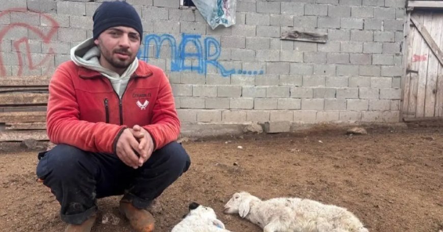 Kuzular belirti göstermeden bir anda telef oluyor