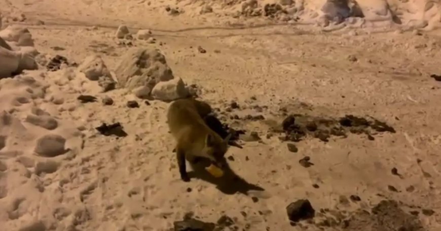 Her gün evinin önüne gelen tilkiyi böyle besliyor