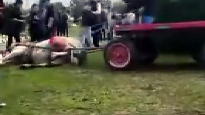 Yer: Adana! Koşmayan ata acımasız işkencede karar çıktı