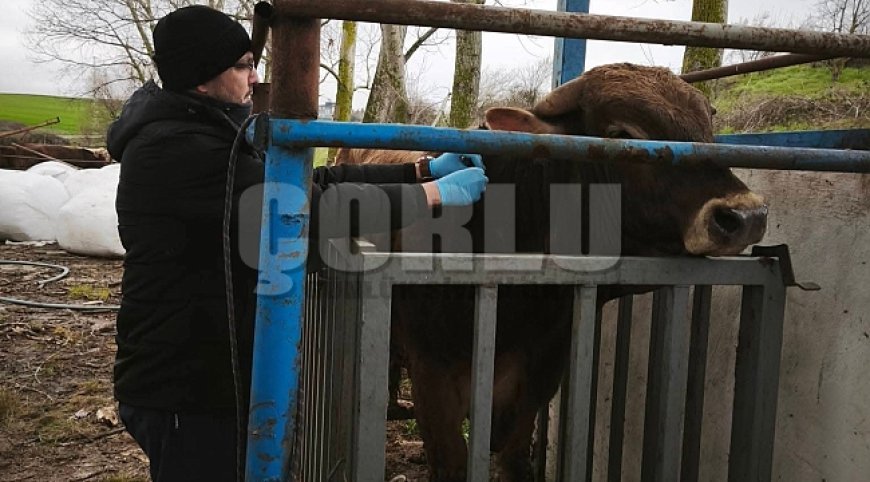 Hayvancılık işletmelerinde sağlık taraması yapıldı