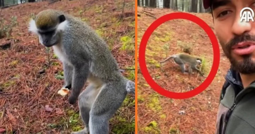 Ormana mantar aramak için çıktı maymun buldu