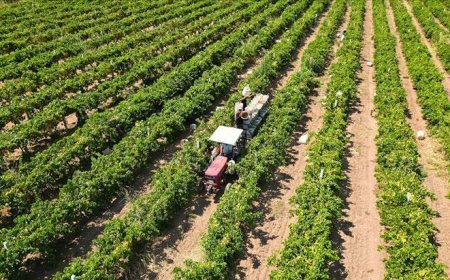 Çiftçilere yaklaşık 17,4 milyar lira tarımsal destekleme ödemesi bugün yapılacak