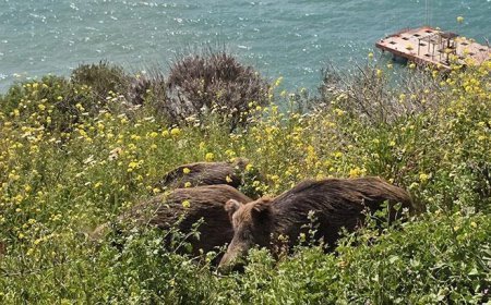 Kuşadası'nda görüldü: Doğal seleksiyon değişiyor