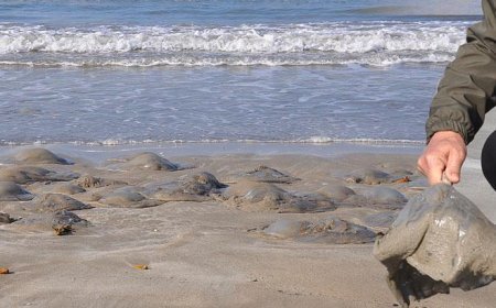 Binlercesi bir anda ortaya çıktı, kıyıyı sardı! Mersin'de şaşkına çeviren görüntü