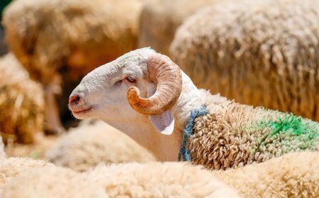 Kurban Bayramı tatili ne zaman başlıyor, kaç gün sürecek? 2026 Kurban Bayramı takvimi