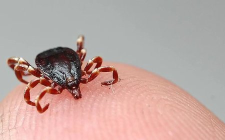 Sıcaklıklar arttı, kene sezonu açıldı