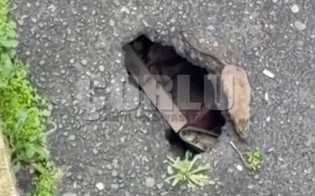 Çorlu'da sokakta fareler cirit atıyor