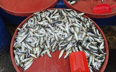 Av yasağı öncesi pazarda yoğunluk