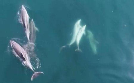 Yer: Bartın! Sahildeki vatandaşlar şaşkına döndü: Öğle saatinde kıyıya kadar geldiler