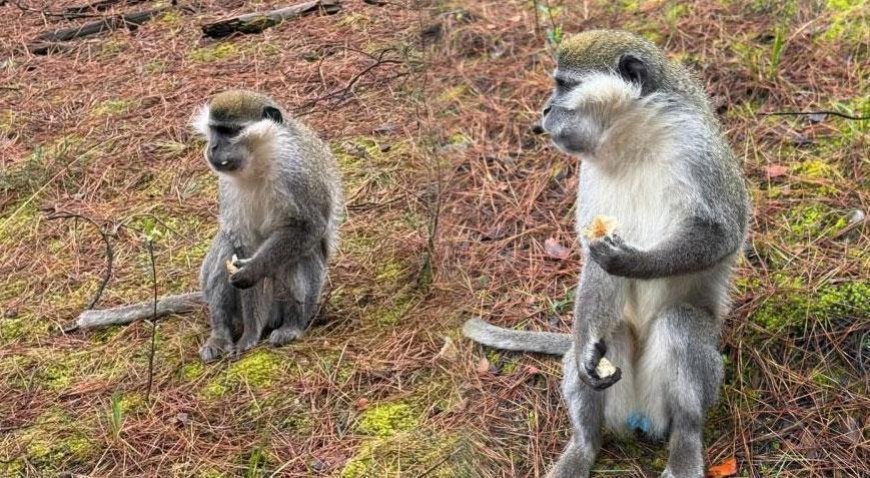 Mantar ararken karşılaşmıştı! Firari maymunların sırrı çözüldü: 'İkinci kez kaçtı'