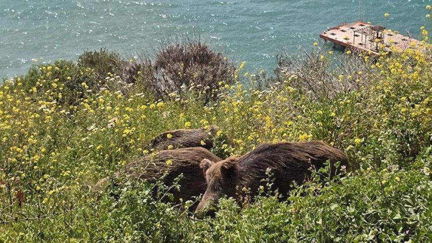 Kuşadası'nda görüldü: Doğal seleksiyon değişiyor