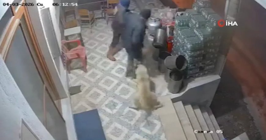 Manisa'da korkunç olay: Köpekler parmağını kopardı!