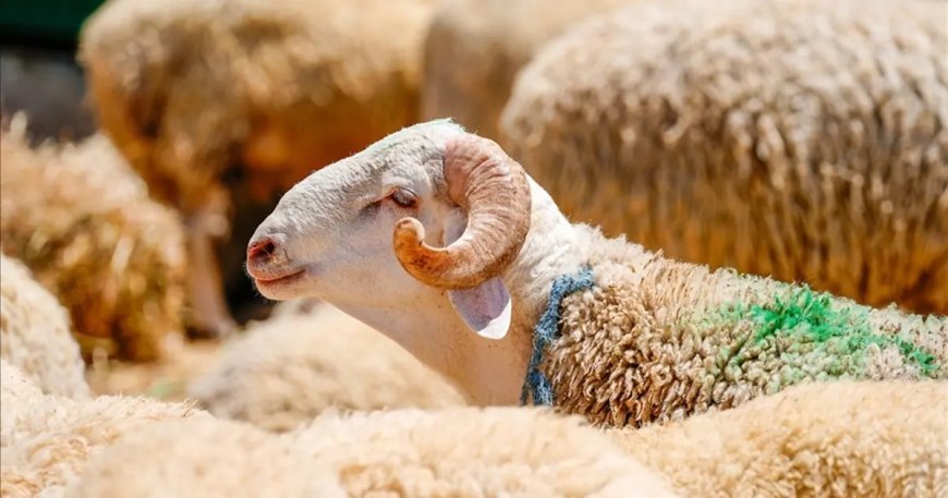 Kurban Bayramı tatili ne zaman başlıyor, kaç gün sürecek? 2026 Kurban Bayramı takvimi
