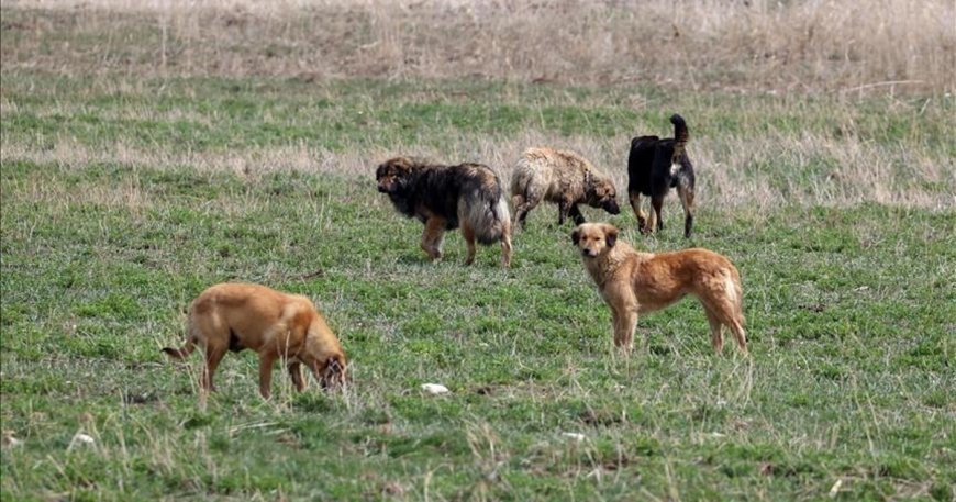 Zincirsiz köpeğin sahibi 2 milyon TL tazminat ödeyecek