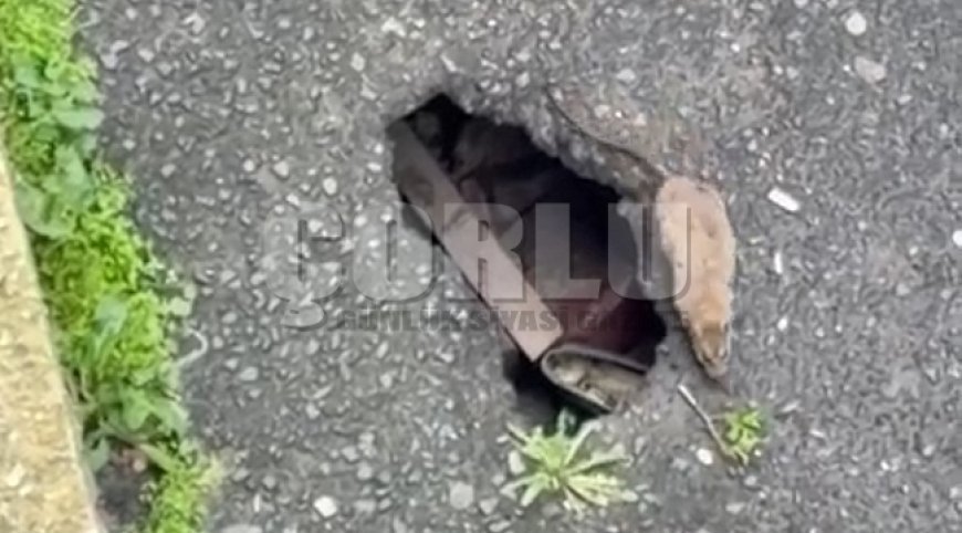 Çorlu'da sokakta fareler cirit atıyor