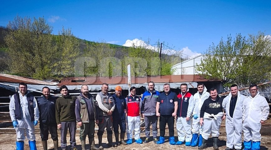 Tekirdağ'da ithal damızlık hayvanlar için sıkı sağlık denetimi