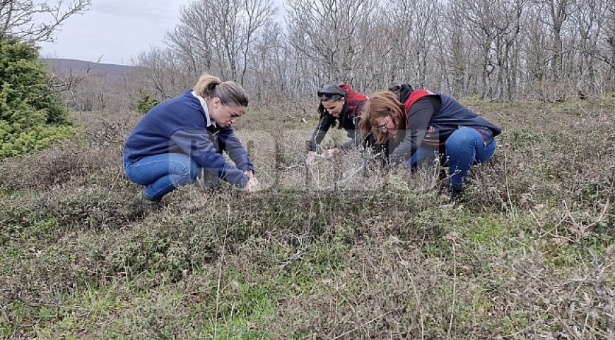 Tekirdağ'da süne zararlısına karşı saha çalışmaları başlatıldı