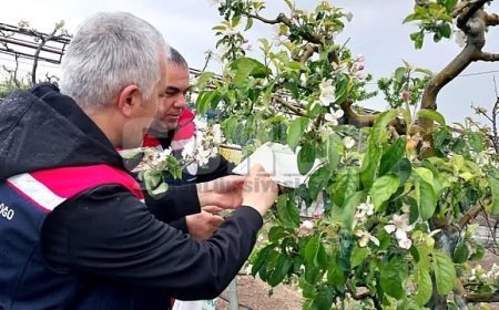 Verim için sahadalar: Hububat ve kanolada sıkı denetim