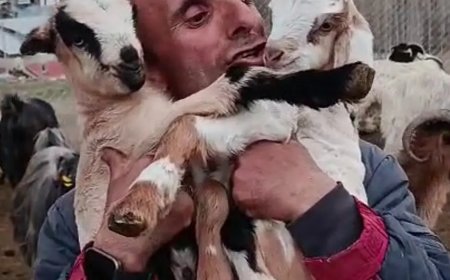 Fenomen çobanın oğlak sevgisi yürekleri ısıttı
