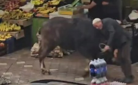 Sahibinin elinden kaçan manda vatandaşlara saldırdı