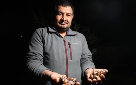 Adana’da salyangoz mesaisi: Kilogramı 35 lira