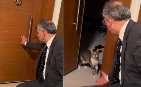 Belediye başkanı anahtarını unuttu! Kapıyı kedisi 'Fred' açtı