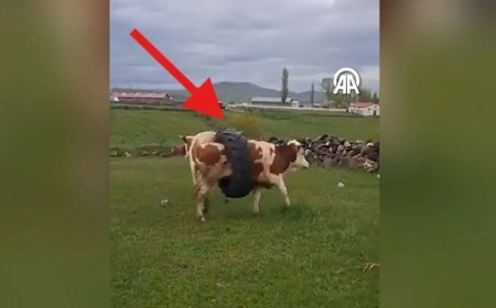 İneğin gövdesine sıkışan traktör lastiği görenleri şaşırttı