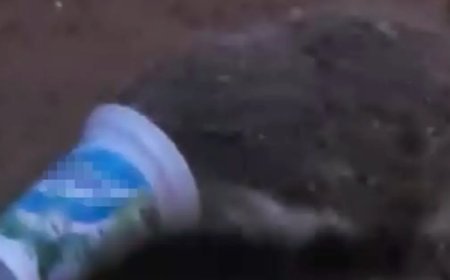 Ayran kutusuna sıkışan kirpinin zor anları kamerada