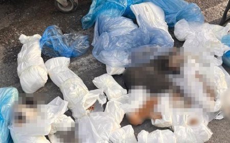 İzmir'deki 33 ölü kedi vahşetinde yeni gelişme! Veterinerle ilgili verilen karar başsavcılık itiraz etti