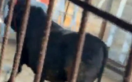 Kaçmaya çalışan kurbanlık dana zor anlar yaşattı