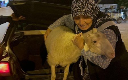 Bir an olsun yanından ayırmıyordu! Yanlışlıkla alınan 'Çorap', bayramda kurban olmaktan son anda kurtuldu