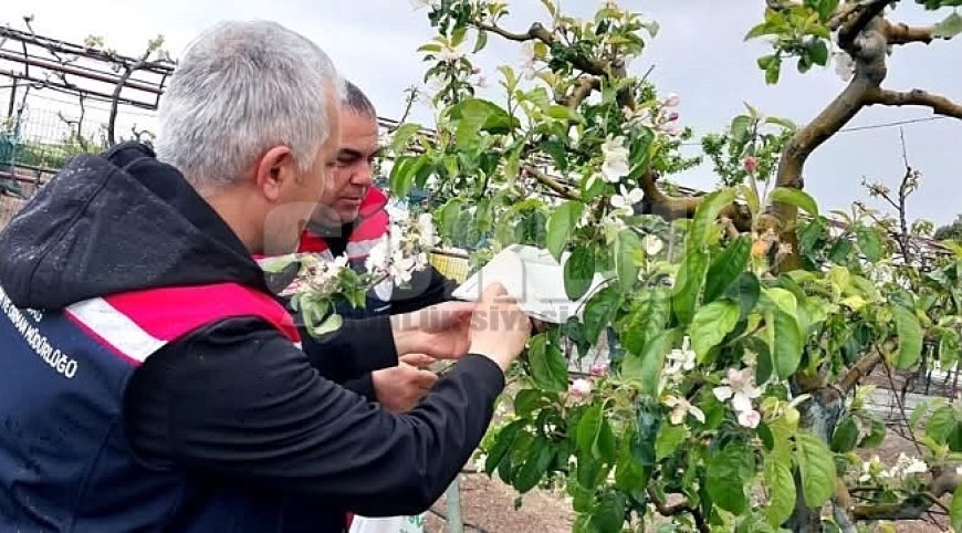 Verim için sahadalar: Hububat ve kanolada sıkı denetim