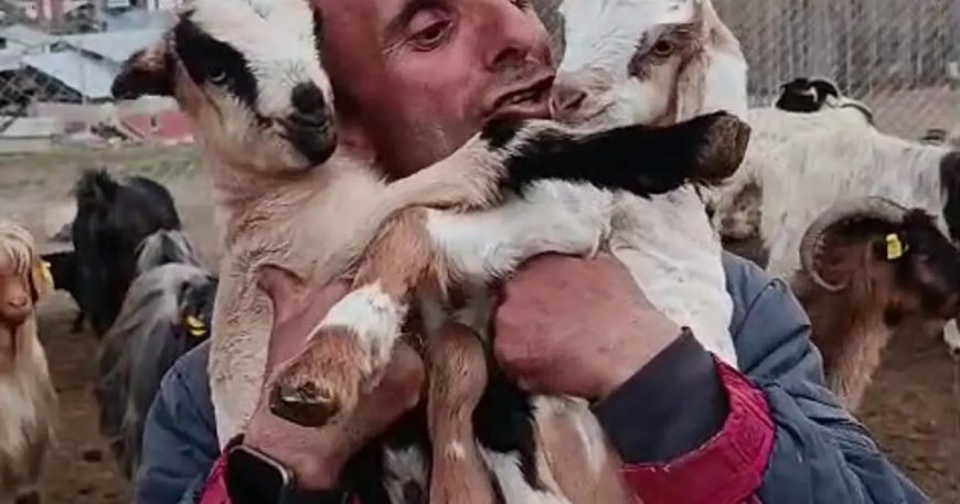 Fenomen çobanın oğlak sevgisi yürekleri ısıttı