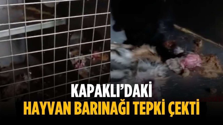Kapaklı’daki hayvan barınağı tepki çekti