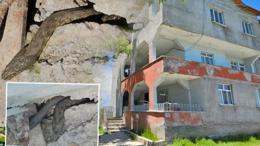 Boyları tam 3 metre! Yılanlar tüm evi sardı, aile çaresiz: Geceleri uyuyamıyoruz
