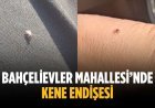 Bahçelievler Mahallesi’nde kene endişesi