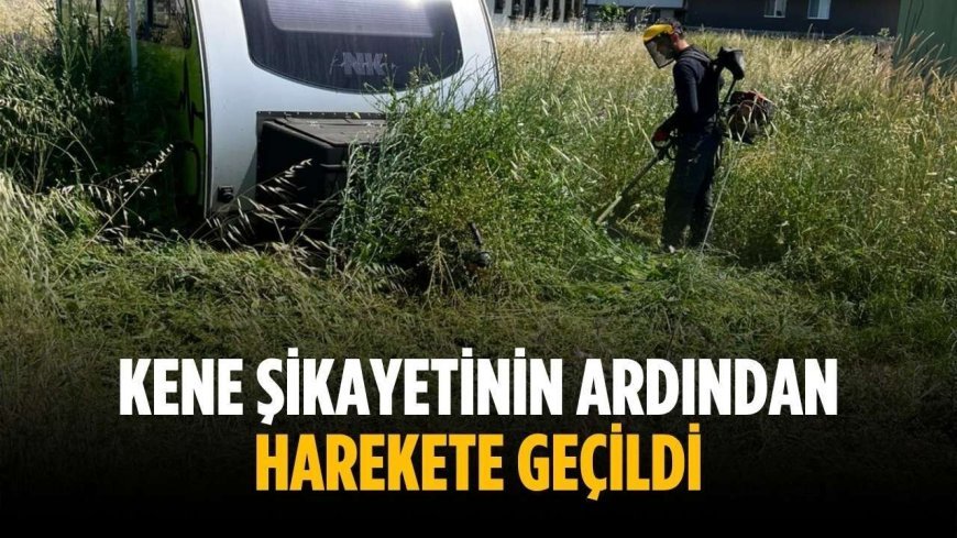 Kene şikayetinin ardından harekete geçildi